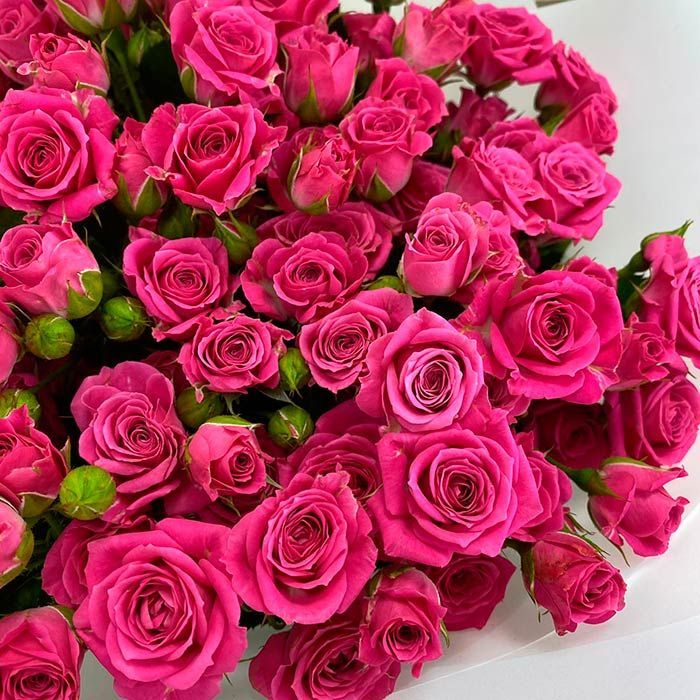 Малина Ніна (Raspberry Nina)