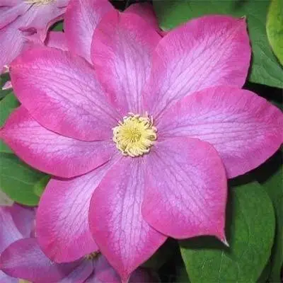 Клематис Asao