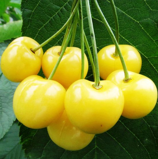 Дачниця (рання)