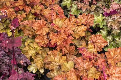 Гейхера Arabica («арабіка»)