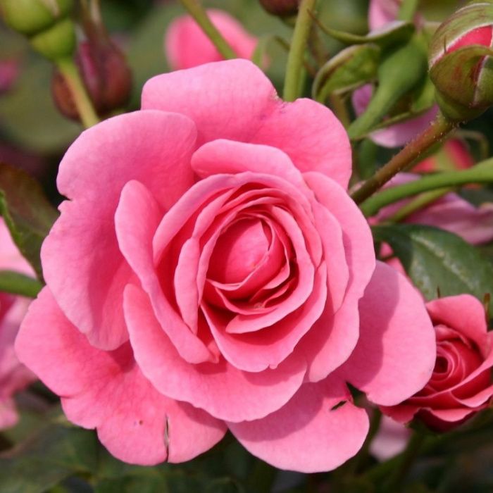 Сліпінг Бьюті (Sleeping Beauty)