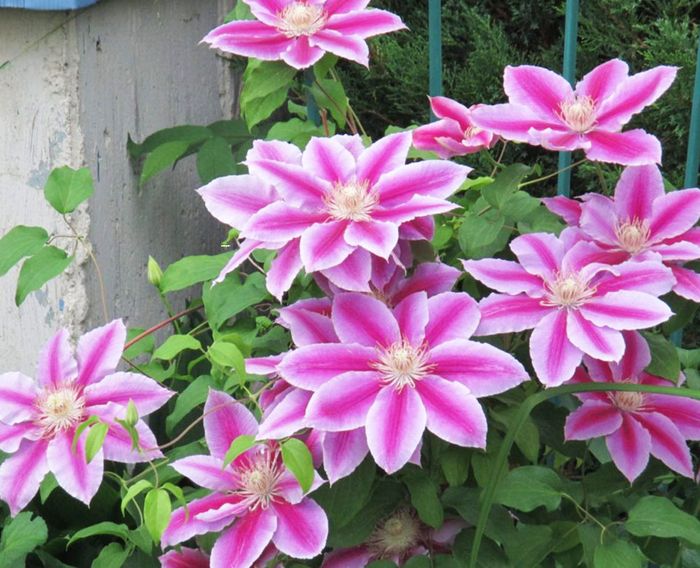 Клематис Doctor Ruppel (Доктор Руппель)