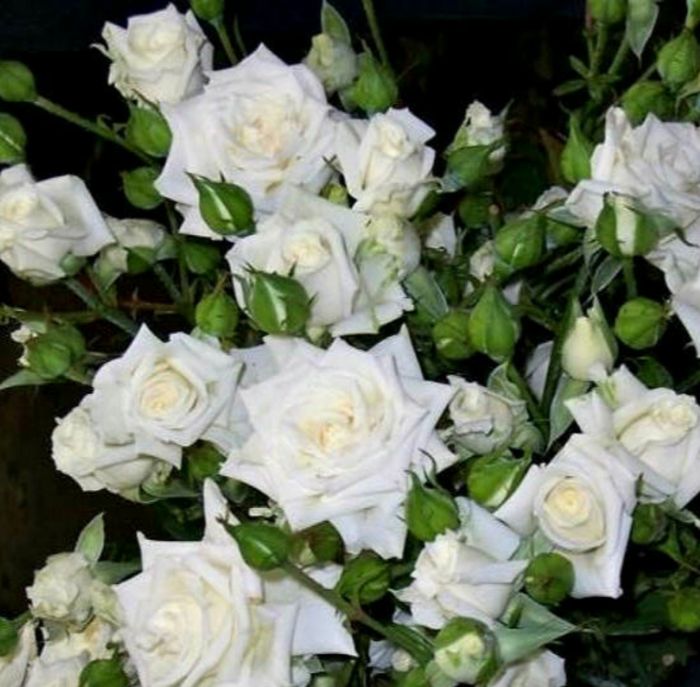 Сноу Денс (Snow Dence)