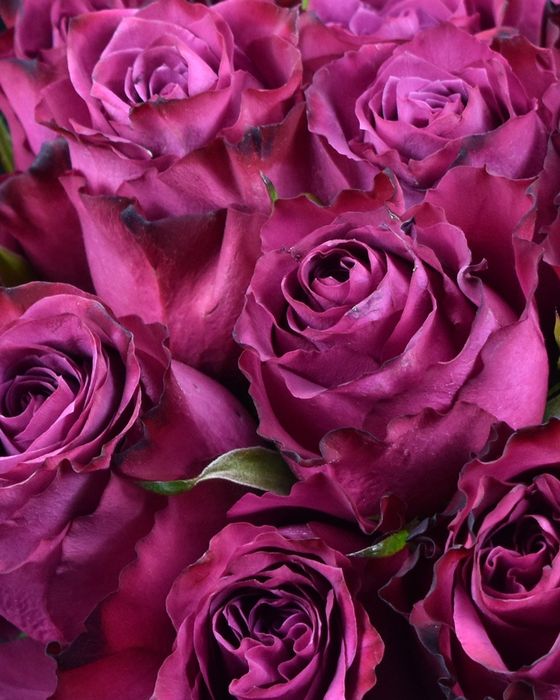 Blueberry (Блюберрі)