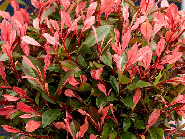 Фотинії Little Fenna