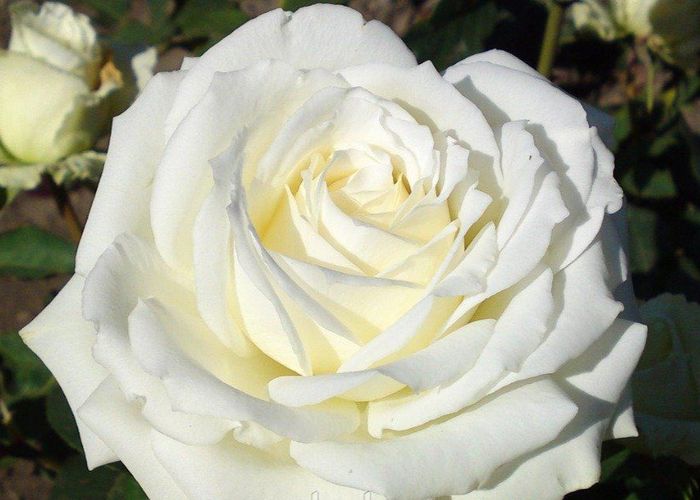 ЕДВАНС (ADVANCE)