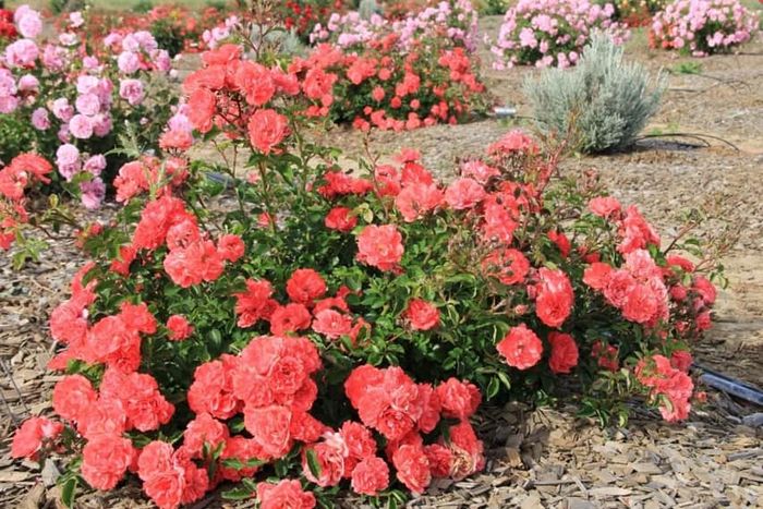 Корал Дріфт (Coral Drift)