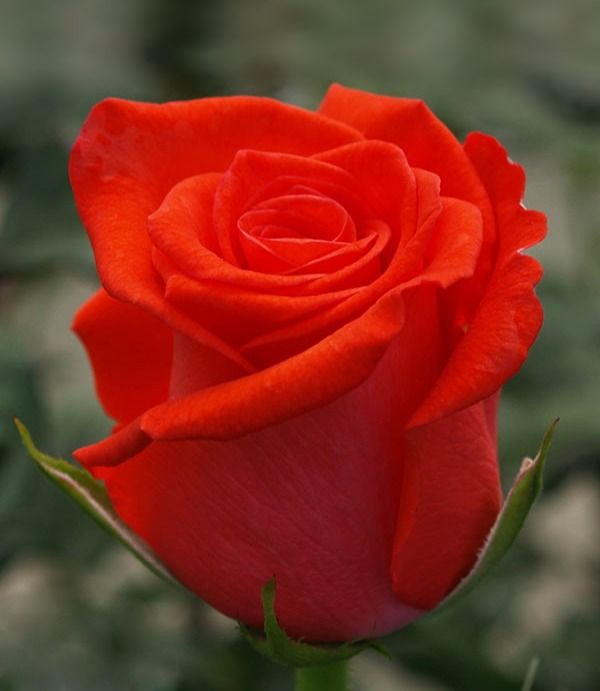 Корвет (Corvette)