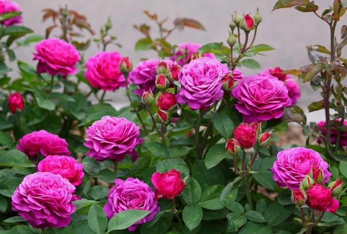 Хайді Клум (Heidi Klum)