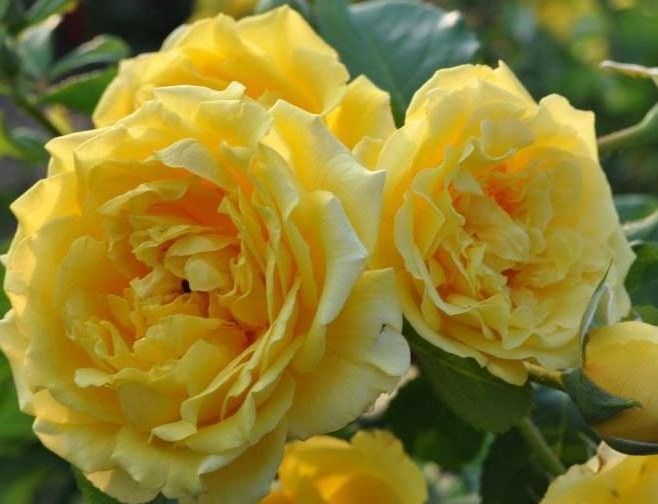 Голден Гейт (Golden Gate)