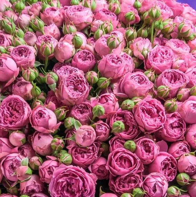 Місті Бабблз