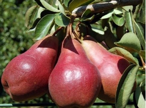 Ред Сенсейшн (середня)