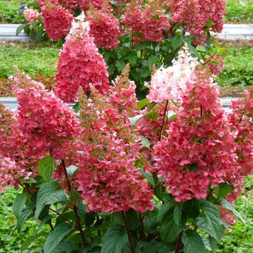 Гортензія волотиста Пінкі Вінкі / Hydrangea paniculata Pinky Winky(2річна)