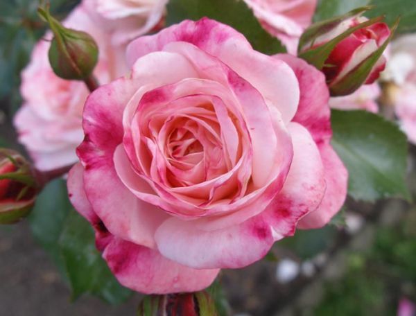 Розенштадт Фрайзінг (Rosenstadt Freising)