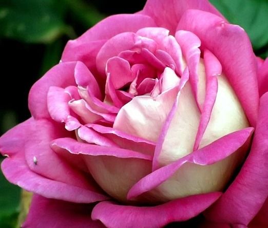 Сива Дама (Sedaja Dama)