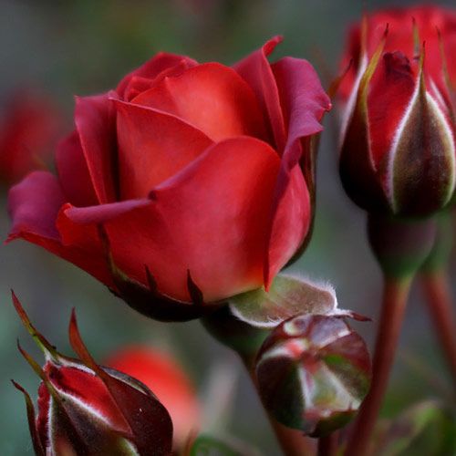 Чокочіно (Chococcino)