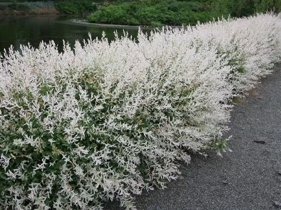 Верба цільнолиста Хакуро-Нішікі (Hakuro-Nishiki)