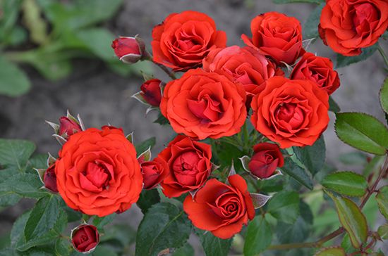 Жельторс (Geltors)