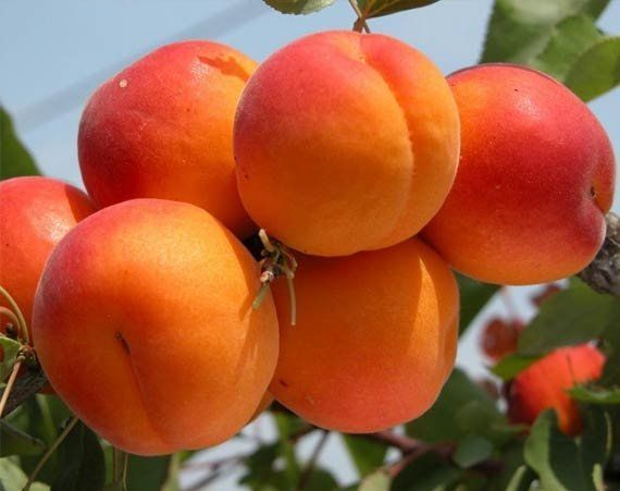 Цунамі (ранній)