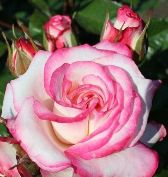 Троянда на штамбі Сафіна (Safina)