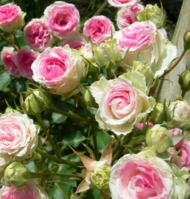 Мімі Еден (Mimi Eden)