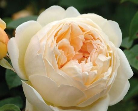 Воллертон олд Холл (WOLLERTON OLD HALL)