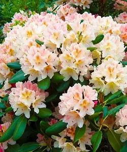 Golden Torch 3 річний