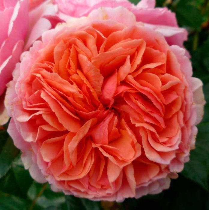 Чиппендейл  (Chippendale)