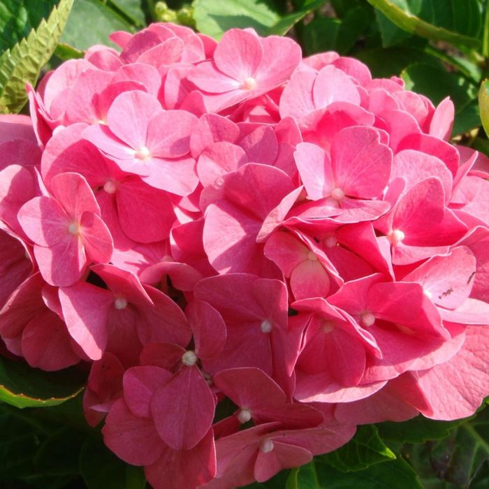 Гортензія крупнолиста рожева (HYDRANGEA MACROPHYLLA PINK_