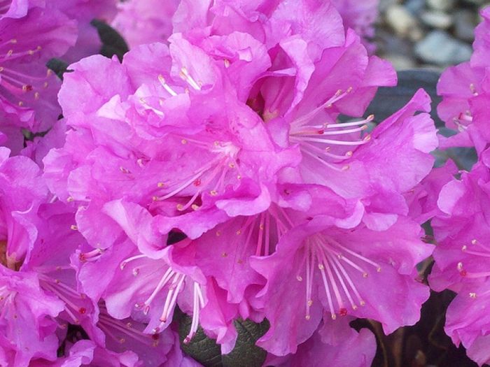 P.J.M. Elite (3х річний)