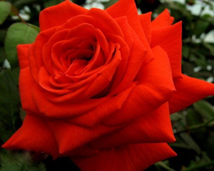 Саліта (Salita)