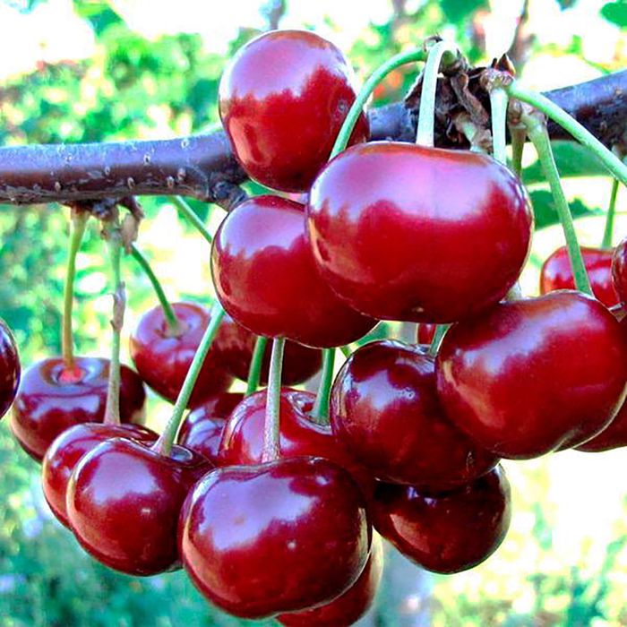 Подбельського