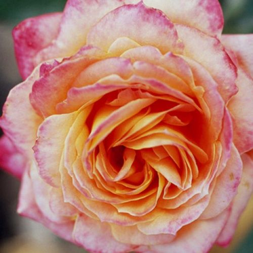 Янкі Дудль ( Yankee Doodle )