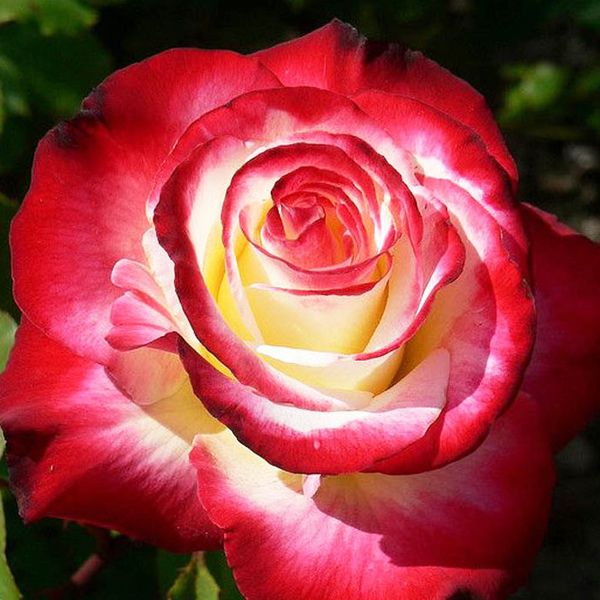 Дабл Делайт (Double Delight)