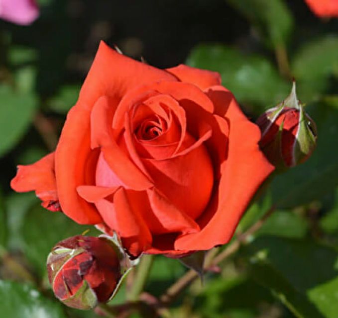 Кораловий Спрей