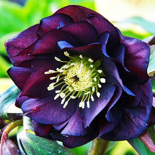 Морозник Дабл Блек