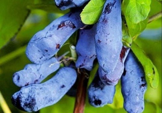 Дочка Велетня 