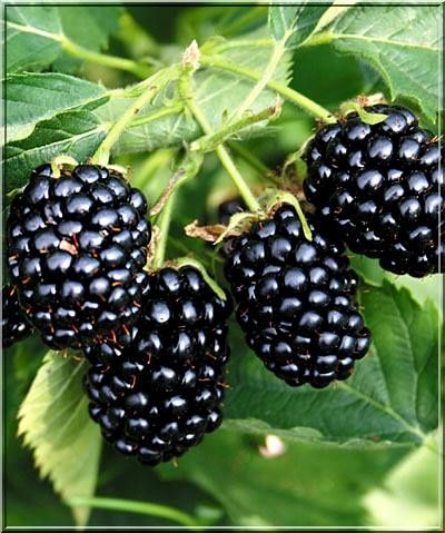 Тройна корона