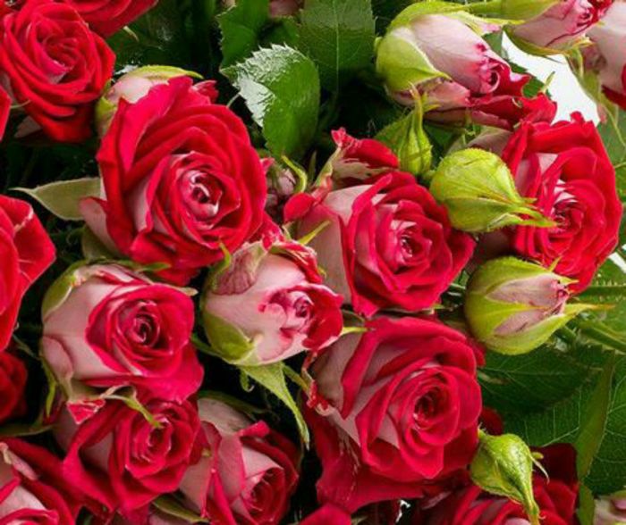 Рубі Стар (Ruby Star)