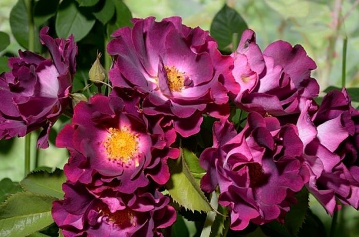 Найт Овл (Night Owl)