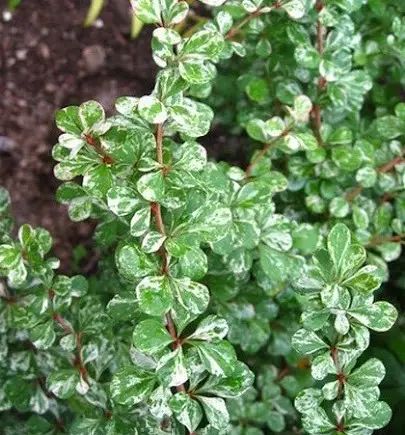 Барбарис Тунберга Келеріс (Kelleris)1.5 річні