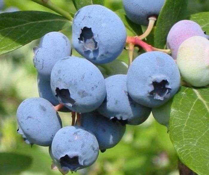 Блюкроп (середня) 2 л