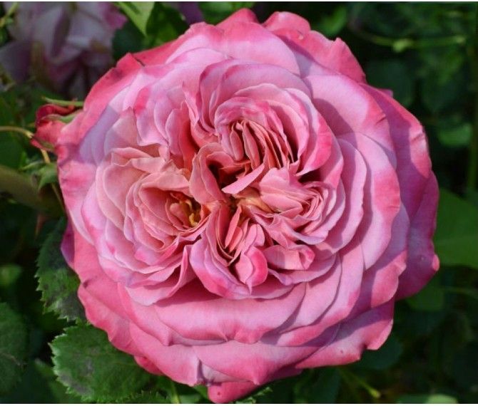 Агнес Шіллінгер  (Agnes Schilliger)