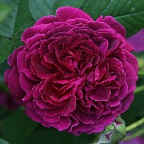 Вільям Шекспір (William Shakespeare)