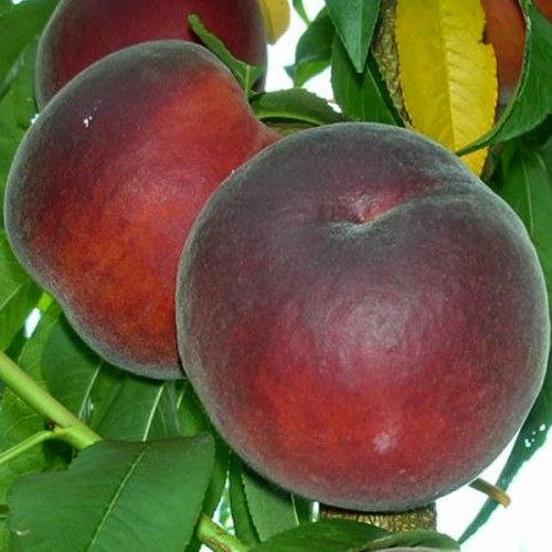 Роял Маджестік (середній)