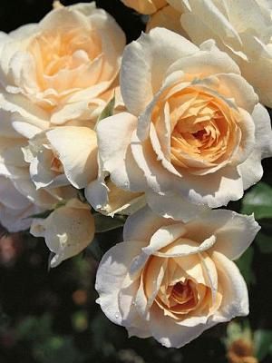 Лайонз Роуз (Lions Rose)