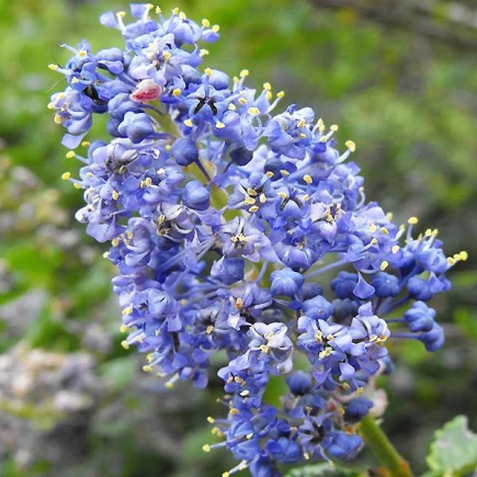 Цеанотус (Червонокорінник) Blue Mound р9