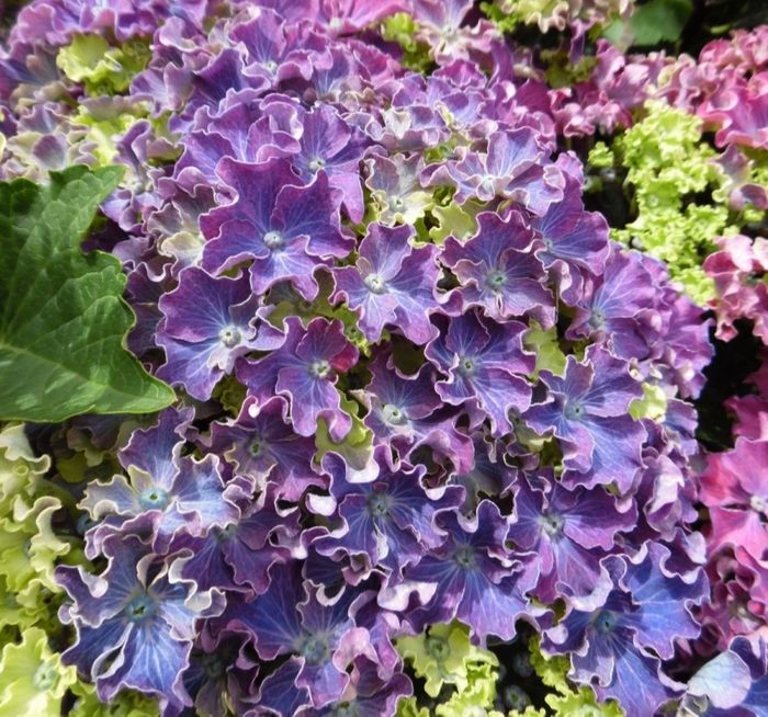  Curly Sparkle Blue Purple