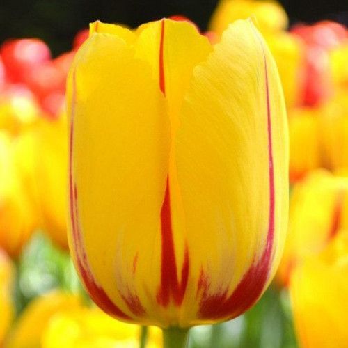 Тюльпан Хокус Покус (Hocus Pocus) 10/11