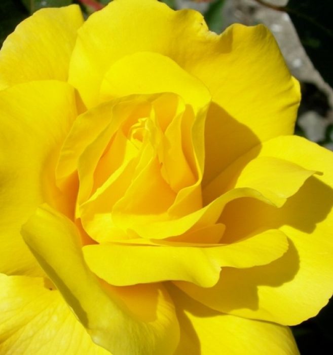 Голден Шоверс (Golden Showers)